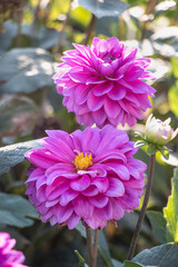 Two purple flowers dahlia close-up in a flowerbed