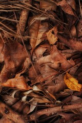 fallen autumn leaves