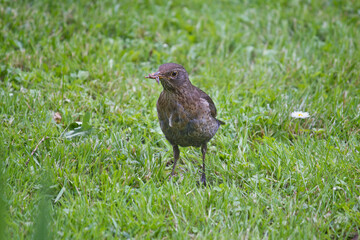 Song thrush on a meadow in the grass. A bird in close-up.  Turdus philomelos