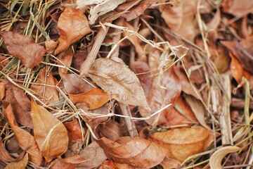 pile of dry leaves