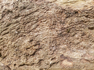 Rough tree bark surface wood texture as rustic wooden background. Bark texture pattern for background or design.