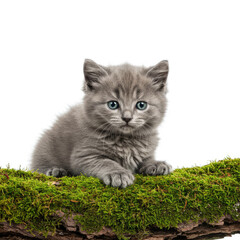 cat on grass