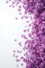 Fototapeta premium Delicate Lilac Floral Border with Scattered Petals, Soft Violet Hues and Elegant Watercolor Design