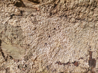 Rough tree bark surface wood texture as rustic wooden background. Bark texture pattern for background or design.