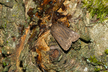 Dreipunkt-Glanzeule (Amphipyra tragopoginis)