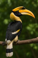 Great Hornbill Perched on Branch in Tropical Forest with Vibrant Yellow Beak and Black Feathers