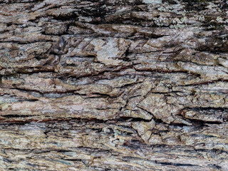 Close up natural wood bark texture background. Bark texture pattern for background or design.