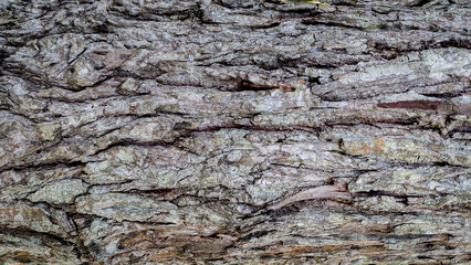 Close up natural wood bark texture background. Bark texture pattern for background or design.