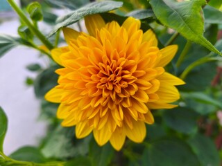 Close-Up of a Double Bloom Yellow Sunflower