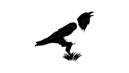Pied Crow ,black isolated silhouette