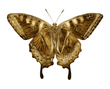 Gold butterfly sticker  design element