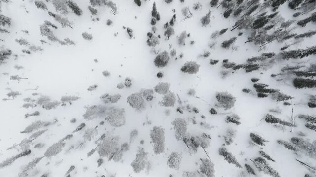 Top-down aerial shot of snowy forest