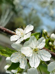 Close-up view of delicate white cherry blossoms blooming on a branch under sunlight