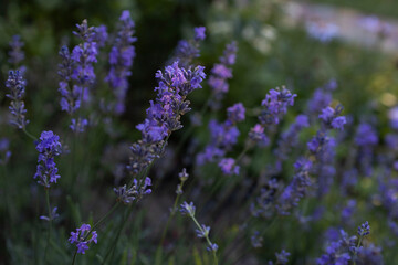 Fragrant violet-blue lavender flowers selectively illuminated by the sun. Photo in dark tones. Floral background. Harmony of nature