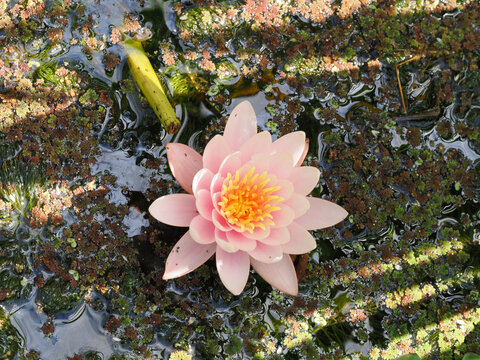 a beautiful pink water lilly flower in a garden pond