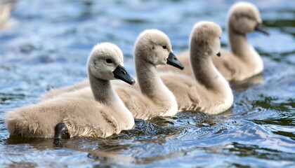 Four baby swans swimming in a tranquil lake