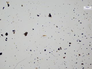 plant microscopic 