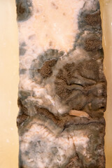 A close-up shot reveals the textured surface of a block of food, heavily covered in mold