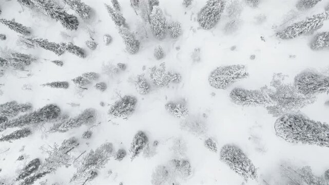 Top-down aerial shot of snow covered trees