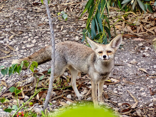 A small animal with a long tail is standing in the dirt
