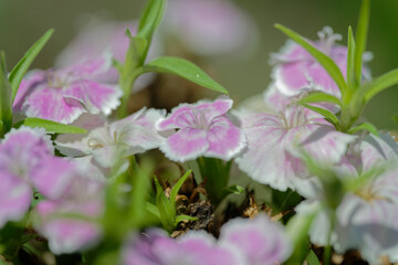 Close up of Dianthus