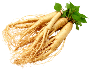 Fresh ginseng Isolated on Transparent or White Background.