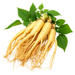 Fresh ginseng Isolated on Transparent or White Background.