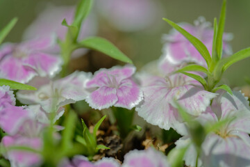 Close up of Dianthus