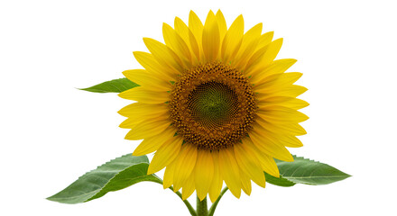 Fototapeta premium Bright Yellow Sunflower Transparent Background with Green Leaves