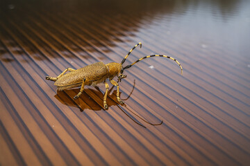 The beetle on the roof