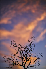 Landscape Tree Silhouette