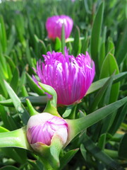 Fototapeta premium Mittagsblumengewächs, Carpobrotus rossii in Kroatien, Croatia, Europe - 3