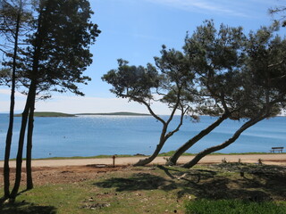 Kroatien, Küste mit Pinien, Croatia Coastline, Europe, Pines in Croatia