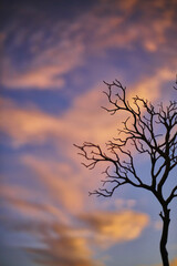 Conceptual Tree Silhouette