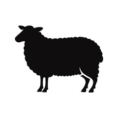 Silhouette of sheep

