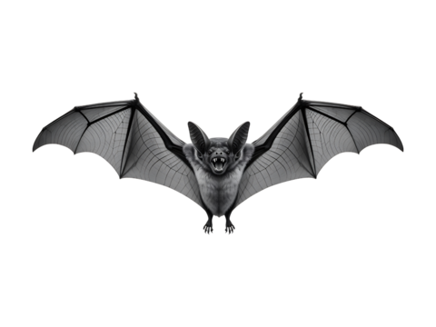 A detailed illustration of a bat with outstretched wings and bared teeth on a transparent background