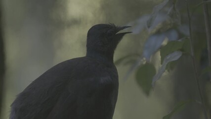 A Superb Lyrebird sings in an Australian forest, mimicking other birds and sounds in one of nature’s most complex vocal displays. Captured in natural light with ambient audio.