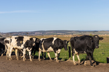 Holstein cattle, Friesian cattle