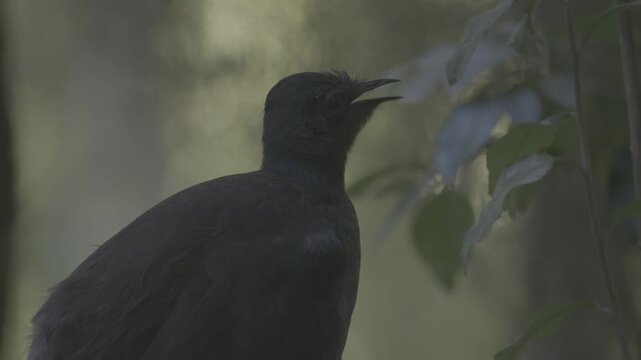 A Superb Lyrebird sings in an Australian forest, mimicking other birds and sounds in one of nature’s most complex vocal displays. Captured in natural light with ambient audio.