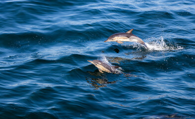 Fototapeta premium Two Dolphins jumping over the waves in black sea. 