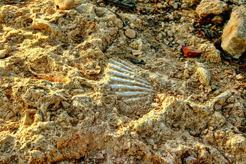 A shell is laying on the ground in a sandy area