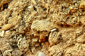 A rock with a shell on it