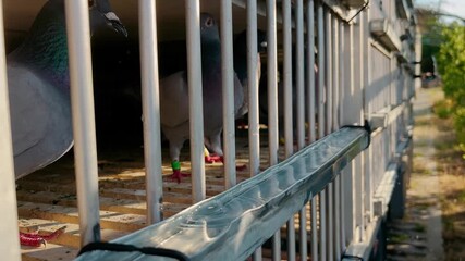 Pigeons in Flight – The Art of Columbophilia and Skyward Freedom from the Loft