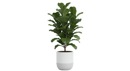 Obraz premium Fiddle Leaf Fig Plant White Grey Pot Isolated Transparent Background