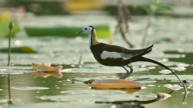 Discover the lesser-known side of the Pheasant-tailed Jacana as it displays rarely observed behavior in its lush wetland environment &mdash; a secret slice of its daily life.