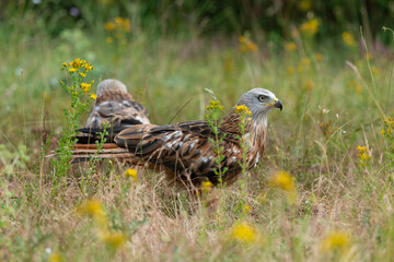 Milan royal,Milvus milvus , Red Kite