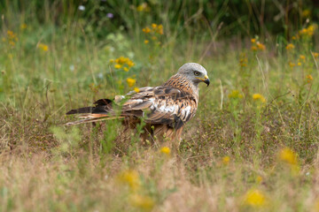 Milan royal,Milvus milvus , Red Kite