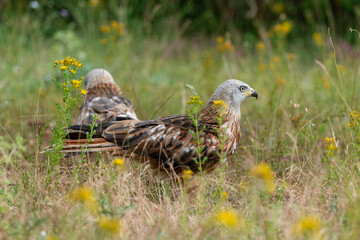 Milan royal,Milvus milvus , Red Kite