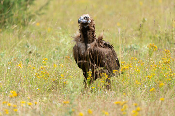 Vautour moine, Aegypius monachus, Cinereous Vulture, Parc naturel régional des grands causses 48, Lozere, France