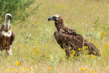 Vautour moine,Aegypius monachus, Cinereous Vulture, Vautour fauve,Gyps fulvus, Griffon Vulture, Parc naturel régional des grands causses 48, Lozere, France